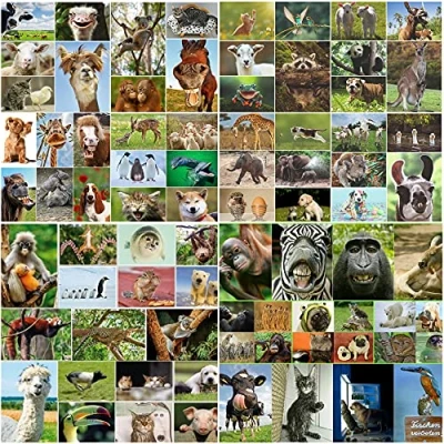 Abbildung von Edition Colibri Tierpostkarten Set: 100 Tiere aus der ganzen Welt, lustige, niedliche Postkarten für Kinder/Freunde, Motivationskarten, Grußkarten, Coachingkarten (10640DE)