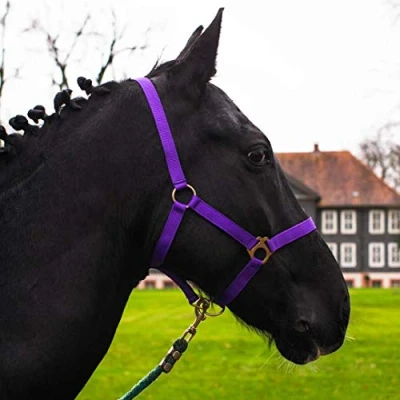 Abbildung von Halfter für Pferd Warmblut, Vollblut, Kaltblut Stallhalfter, Weidehalfter, 2 Fach verstellbar an Kinnriemen und Genickstück, sicher &amp; reißfest (Lila, Shetland Pony (Shetty))