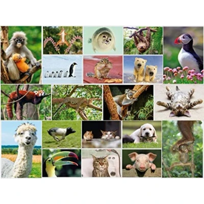 Abbildung von Edition Colibri LUSTIGE TIERE Set 5: Postkarten mit lustigen und niedlichen Tieren (20 Ansichtskarten) für Kinder, Sammler Postcrossing…