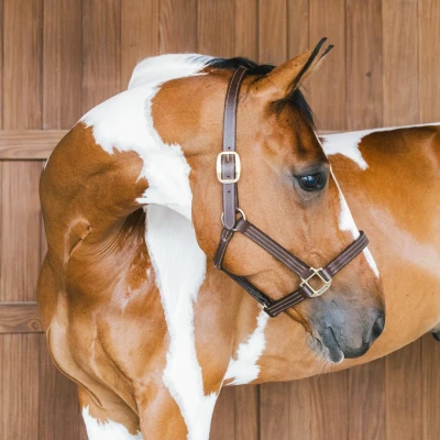 Abbildung von Kentucky Leather Halter Wellington