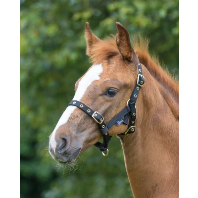 Abbildung von Shires nylon foal halter