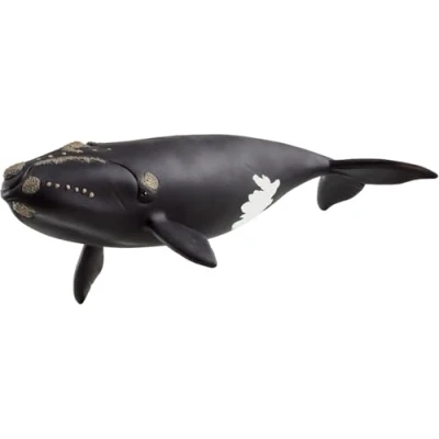Abbildung von schleich 14878 Nordatlantischer Glattwal, ab 3 Jahren, WILD LIFE Spielfigur, 20 x 5 cm