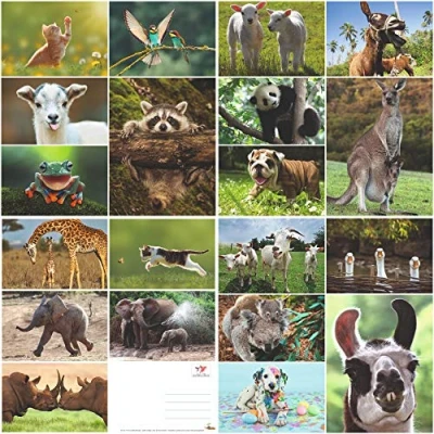 Abbildung von Edition Colibri LUSTIGE TIERE Set 8: Postkarten mit witzigen und niedlichen Tieren (20 Ansichtskarten) für Kinder, Sammler Postcrossing…