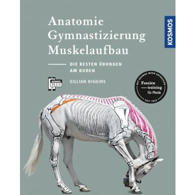 Abbildung von Anatomie, Gymnastizierung, Muskelaufbau: Die besten Übungen für Pferde am Boden